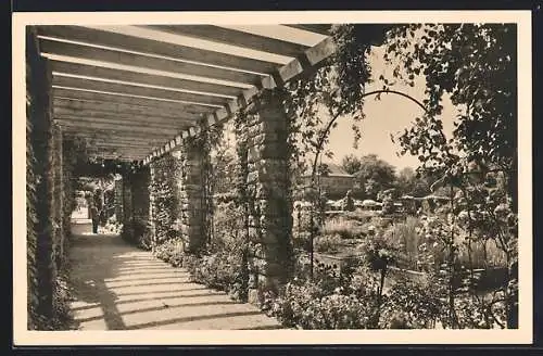 AK München-Nymphenburg, Botanischer Garten, Blick durch den Laubengang