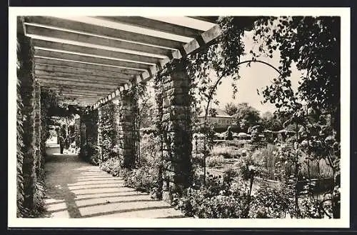 AK München-Nymphenburg, Botanischer Garten, Blick auf den Laubengang