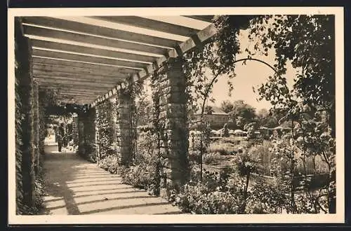 AK München-Nymphenburg, Botanischer Garten, Blick durch den Laubengang