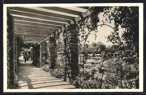 AK München-Nymphenburg, Botanischer Garten, Blick durch den Laubengang