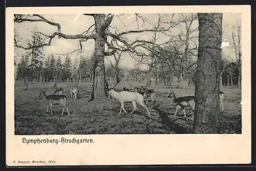 AK München, Nymphenburg-Hirschgarten