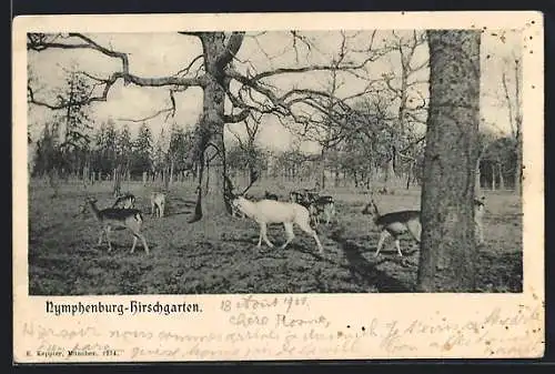 AK München, Nymphenburg-Hirschgarten