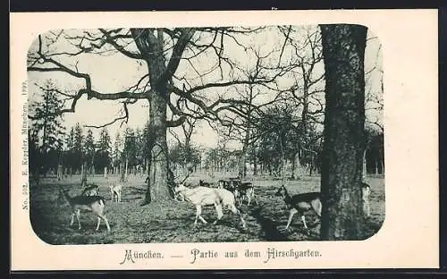 AK München, Partie aus dem Hirschgarten