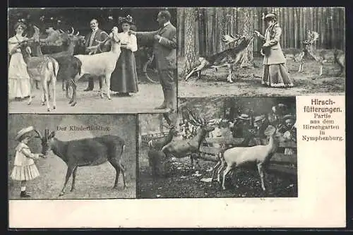 AK Nymphenburg, Hirschfütterung im Hirschgarten, Der Kinderliebling