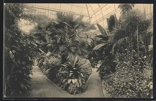 AK München-Nymphenburg, Kgl. Botanischer Garten, Grosses Palmenhaus, Innenansicht