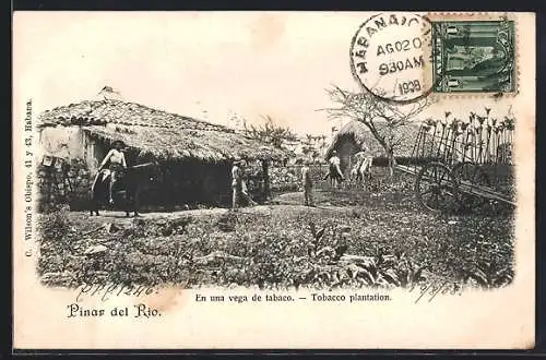 AK Pinar del Rio, En una vega de tabaco