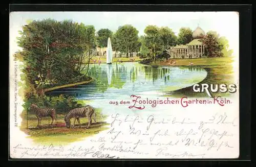 Lithographie Köln, Zoologischer Garten, Zebras am Teich