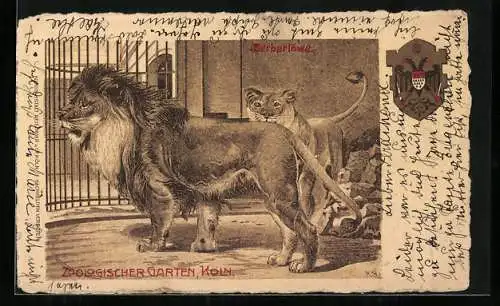 Lithographie Köln, Zoologischer Garten, Berberlöwe