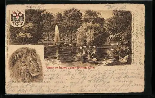 Lithographie Köln, Zoologischer Garten, Löwe