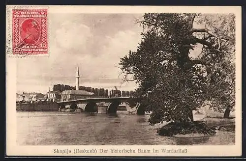 AK Skopje, Der historische Baum im Wardarfluss