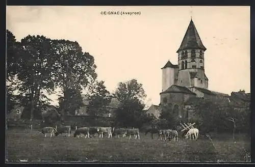 AK Ceignac /Aveyron, Ortspartie mit Kirche und Kühen