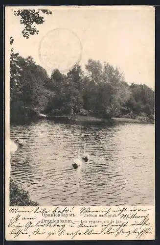 AK Oranienbaum, Les cygnes sur le lac