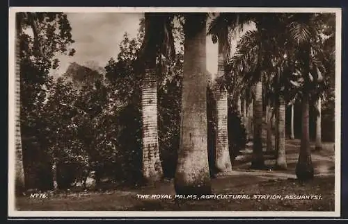 AK Assuantsi, The Royal Palms, agricultural station