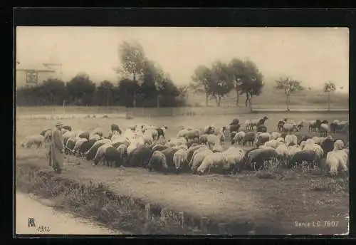 Foto-AK RPH Nr. 7607: Ein Schäfer mit seiner Herde