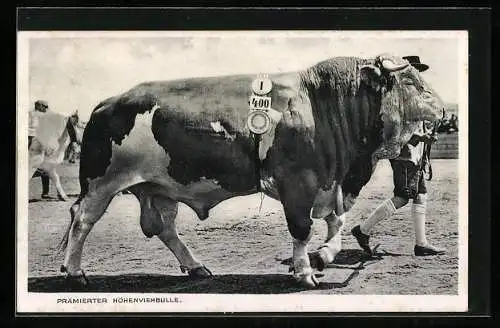 AK Frankfurt, 3. Reichsnährstandsausstellung 1936, Prämierter Höhenviehbulle