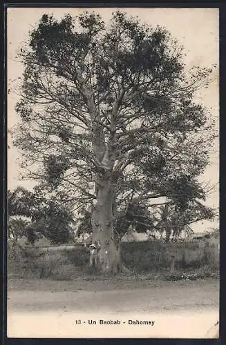 AK Dahomey, Un Baobab