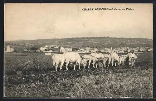 AK Charly Agricole, Labour en Plaine