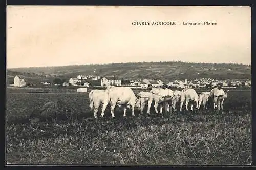 AK Charly Agricole, Labour en Plaine