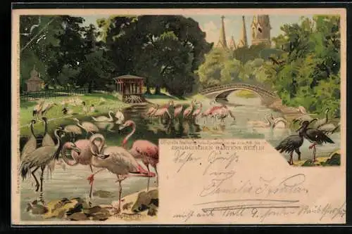 Lithographie Berlin, Zoologischer Garten, Flamingos und weitere Wasservögel