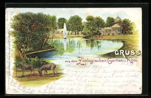 Lithographie Köln, Zoologischer Garten mit Zebras