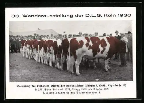 AK Köln, 36. Wanderausstellung der D. L. G., Münster i. W., Sammlung des Verbandes Westf. Rotbuntzüchter, Engelstr. 28