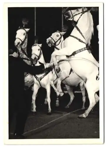 2 Fotografien Zirkus Busch, Dompteur Siegfried Gronau mit seinen Pferden in der Manege