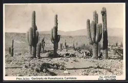 AK Cardones, Prov. Jujuy, Quebrada de Humahuaca