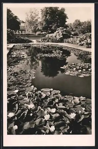 AK München-Nymphenburg, Botanischer Garten, Seerosen im Schmuckhof