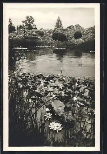 AK München-Nymphenburg, Botanischer Garten, Teich und Alpinum