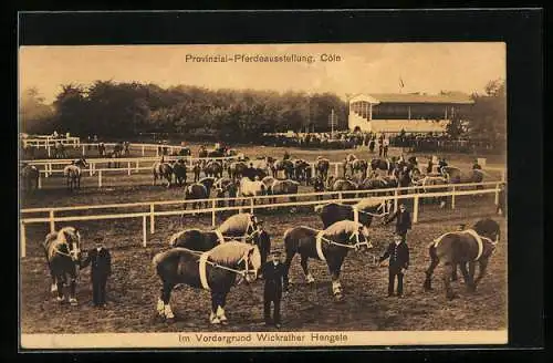 AK Köln, Provinzial-Pferdeausstellung, Wickrather Hengste im Vordergrund