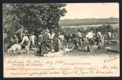 AK Uruguay, La esquila en el campo