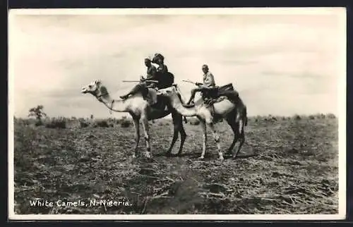 AK Nigeria, Indigenous men on white camels