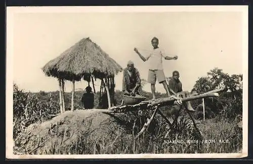 AK Nigeria, Scaring Birds from Rice