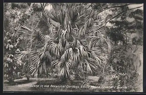 AK Ebute Metta, Scene in old Botanical Gardens