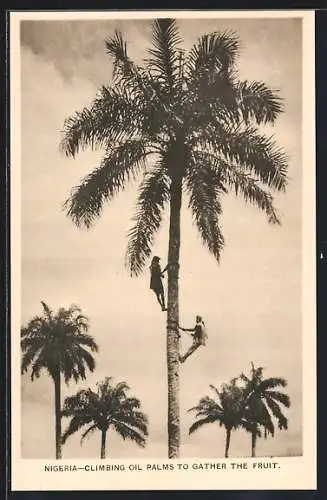 AK Nigeria, Climbing Oil Palms to gather the Fruit