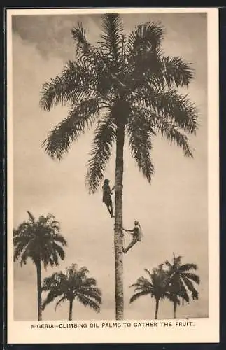 AK Nigeria, Climbing Oil Palms to gather the fruit