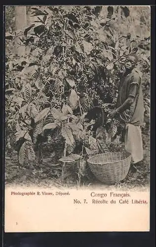 AK Congo, Récolte du Café Libéria