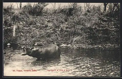 AK Victoria Falls, Hippo