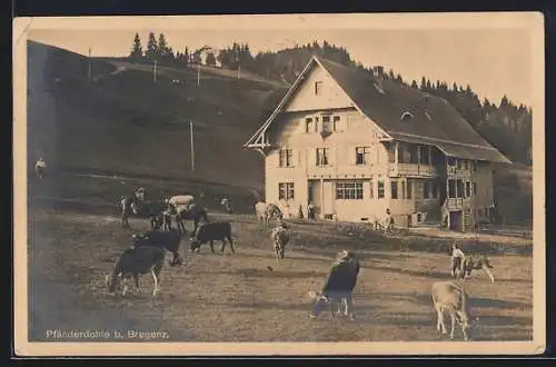 AK Bregenz, Pfänderdohle, Partie mit Gasthaus und weidenden Kühen