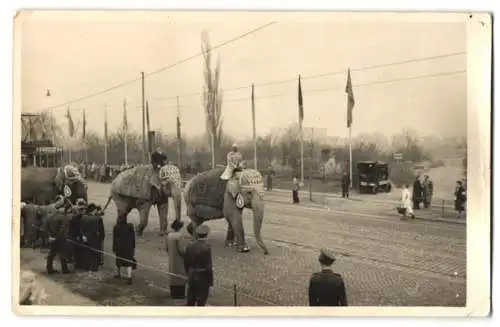 5 Fotografien J. Weichelt, Dresden, Ansicht Dresden, Circus Busch, Parade in der Stadt mit Elefanten u.a.