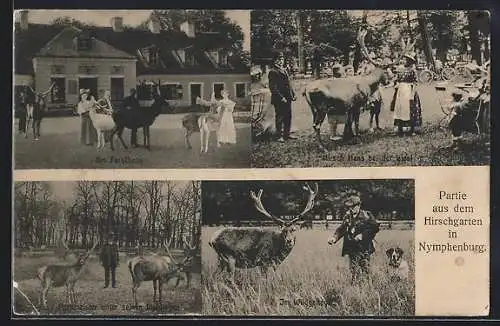 AK München-Nymphenburg, Partie aus dem Hirschgarten, Fütterungen