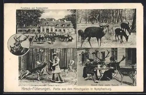 AK Nymphenburg, Partie aus dem Hirschgarten, Forsthaus und Restaurant, Rot- und Damwild