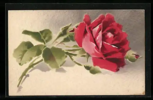 Künstler-AK Meissner & Buch (M&B) Nr. 1719: Rote Rose mit Knospe