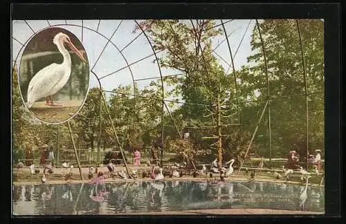 AK New York, Interior of flying cage, Flamingos und Pelikane im Zoologischen Garten