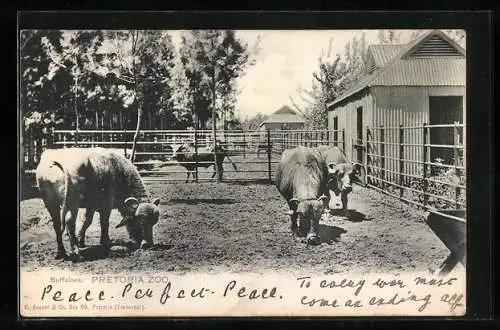 AK Pretoria, Zoo, Buffaloes