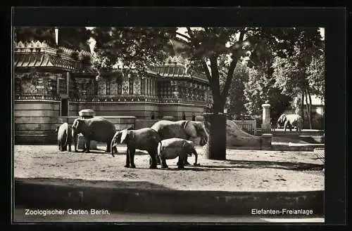 AK Berlin, Zoologischer Garten, Elefanten-Freianlage