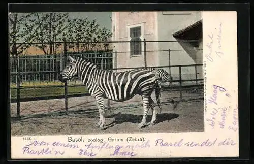 AK Basel, Zebra im Zoologischen Garten