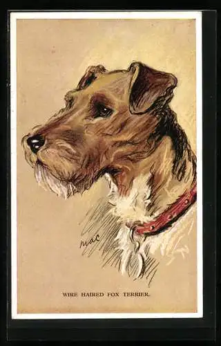 AK Wire Haired Fox Terrier, Portrait