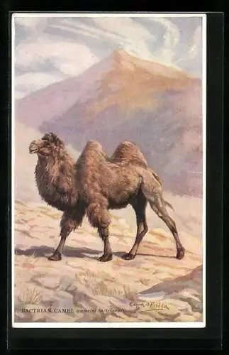 AK Bactrian Camel (camelus bactrianus), Natural History: Animals