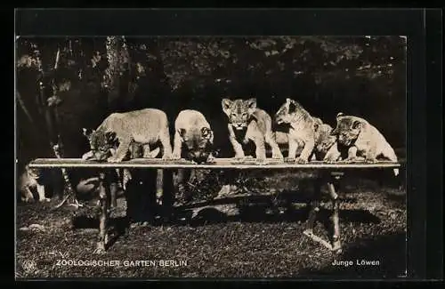 AK Berlin, Zoologischer Garten, junge Löwen